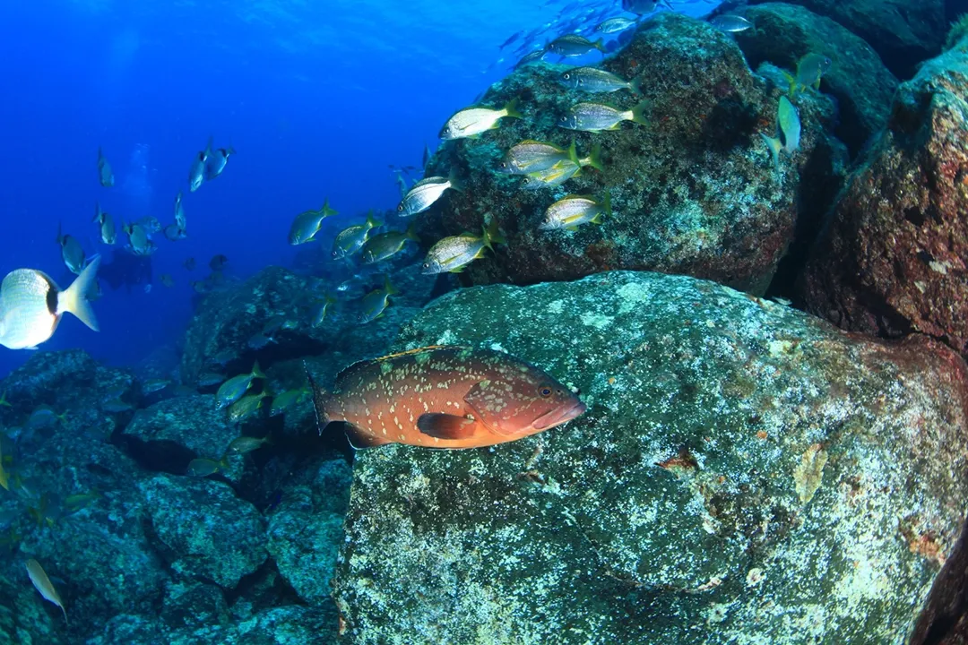 Rubicon Diving dia flamingo bautizo de buceo en Lanzarote 03